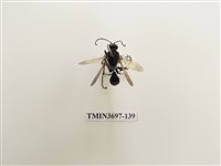 藏品(膜翅目(蜂))的圖片